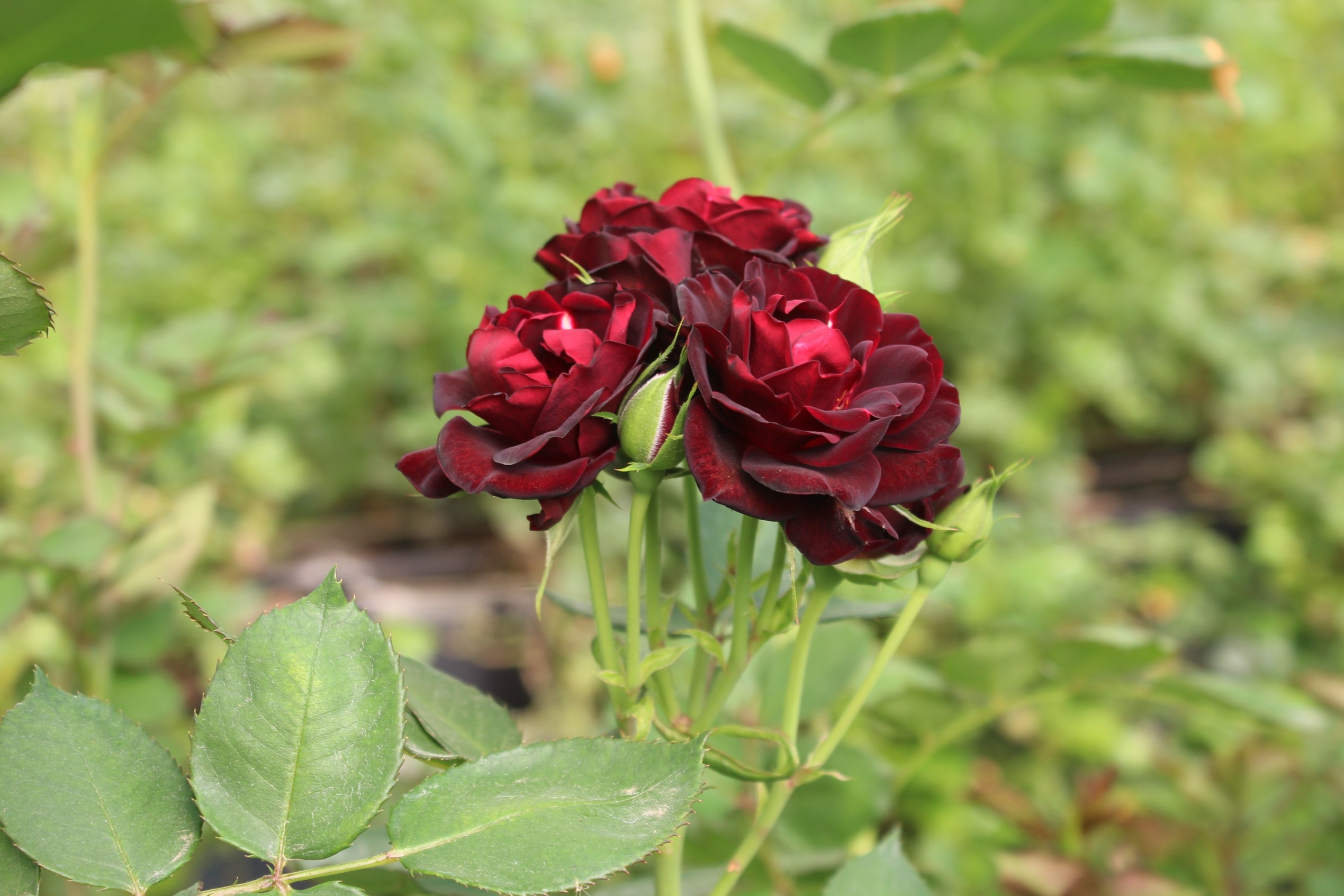 Inside a Rose Farm, and the Art of Designing Love